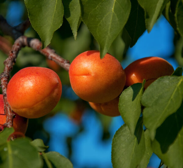 Morela Early Orange