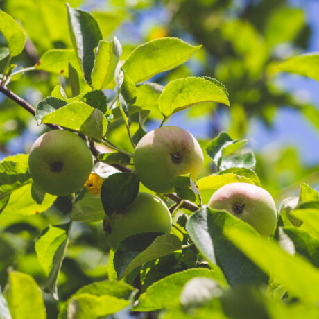 Jabłoń Szara Reneta