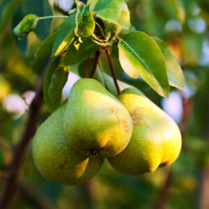 Grusza Generał Leclerk