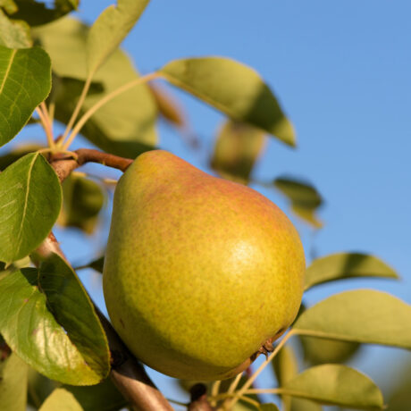 Grusza Bonkreta Williamsa