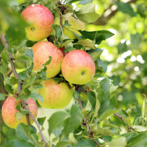 Jabłoń Jonagold