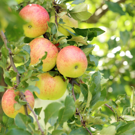 Jabłoń Jonagold