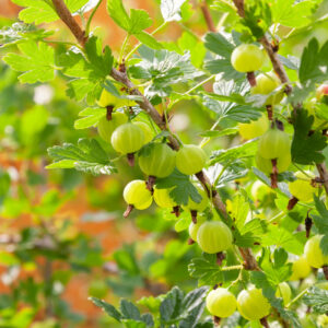 Agrest Wysokopienny Biały Triumf