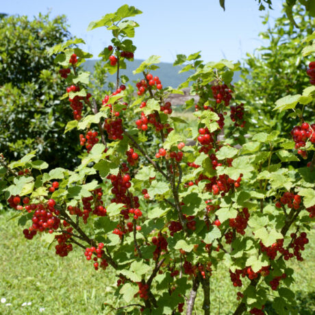 Porzeczka czerwona wysokopienna Rolan