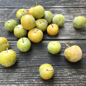 Śliwa Rengloda Ulena