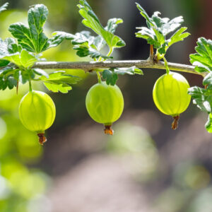 Agrest Wysokopienny Mucurines