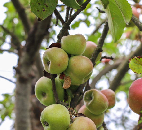 Jabłoń Golden Delicious - obrazek 3