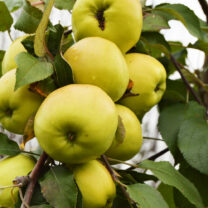 Jabłoń Golden Delicious
