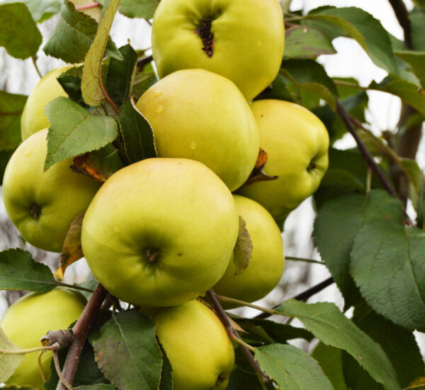 Jabłoń Golden Delicious