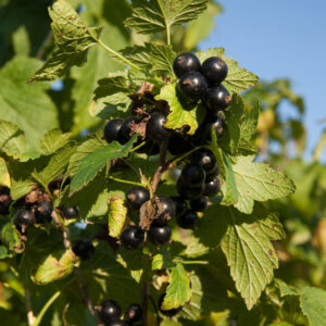 Porzeczka czarna krzaczasta Bona