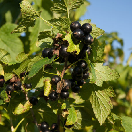 Porzeczka czarna wysokopienna Titania
