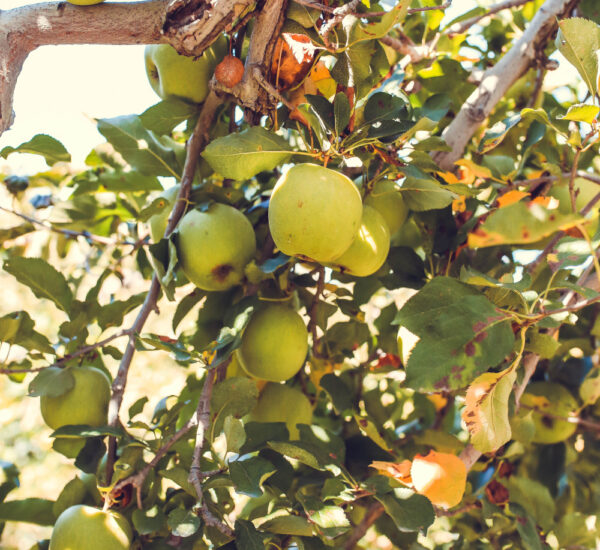 Jabłoń Golden Delicious - obrazek 2