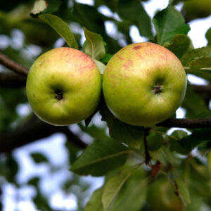 Jabłoń Kosztela