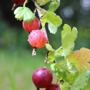 Agrest Wysokopienny Hinnonmaki Rot