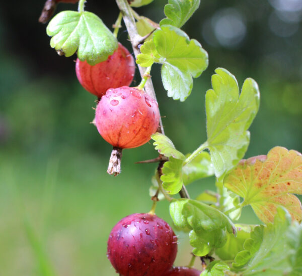 Agrest Wysokopienny Hinnonmaki Rot