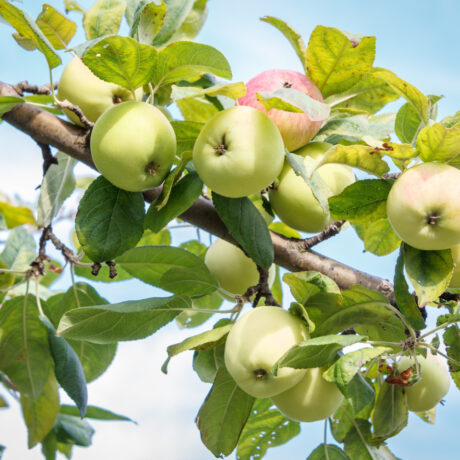 Jabłoń Papierówka
