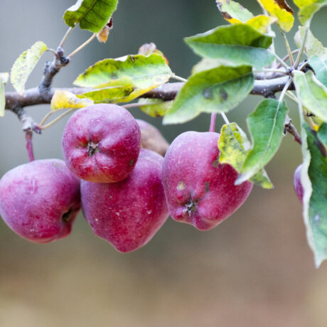 Jabłoń Malinowa Oberlandzka