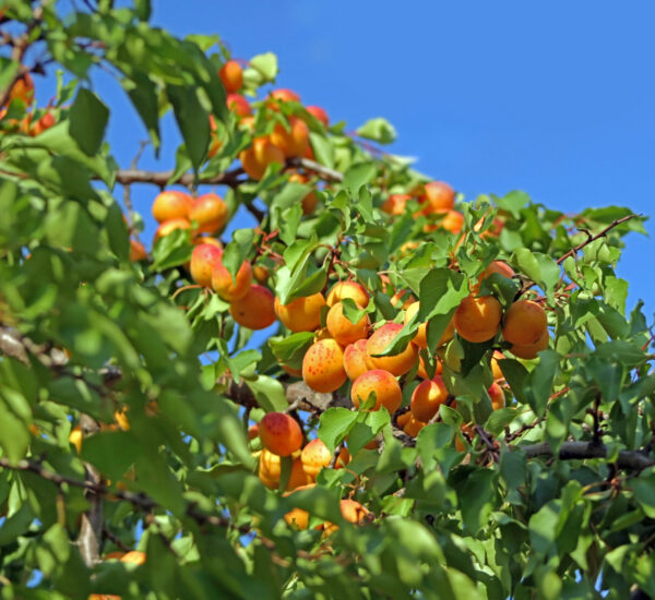Morela Early Orange - obrazek 2
