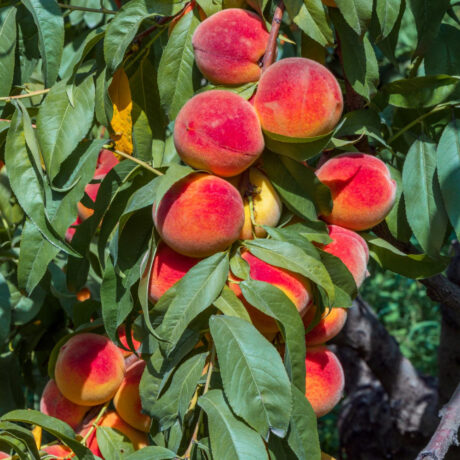 Brzoskwinia Hambinger