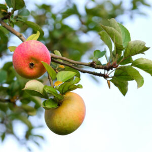 Jabłoń Koksa Pomarańczowa