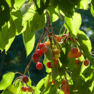 Czereśnia Buttnera Czerwona
