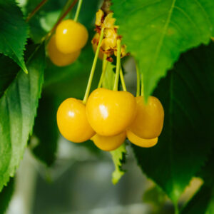 Czereśnia Donissena Żółta