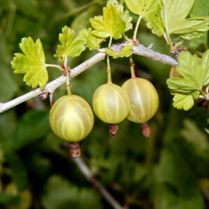 Agrest Wysokopienny Kamieniar