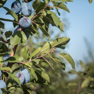 Śliwa Węgierka Zwykła