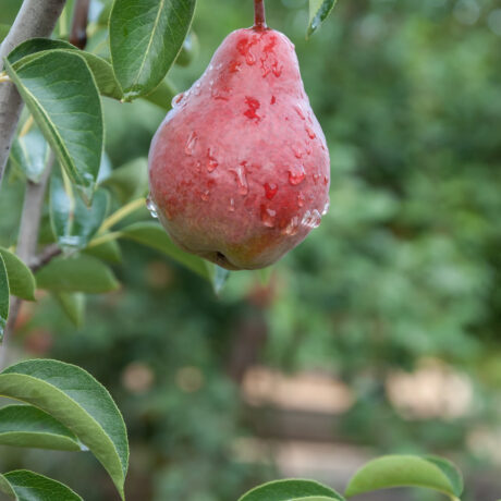 Grusza Red Bonkreta Williamsa