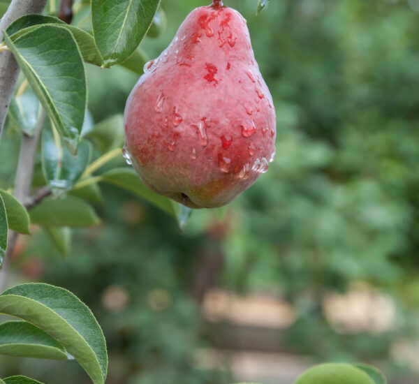 Grusza Red Bonkreta Williamsa
