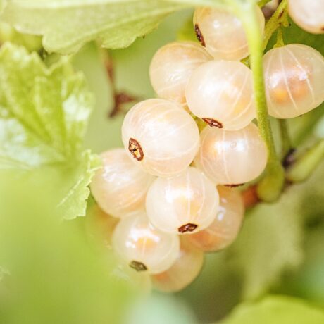 Currant berries. White currant bush and green leaves