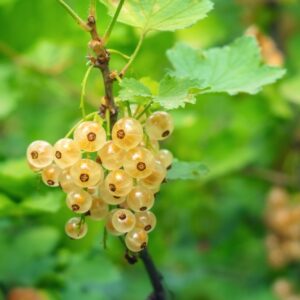 Porzeczka biała wysokopienna Blanka