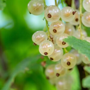Porzeczka biała wysokopienna Juterborg