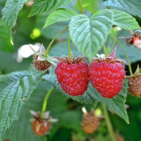 Malina Jesienna czerwona