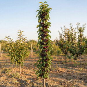 Czereśnia-kolumnowa-Silva