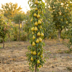 Grusza-kolumnowa-Decora-3