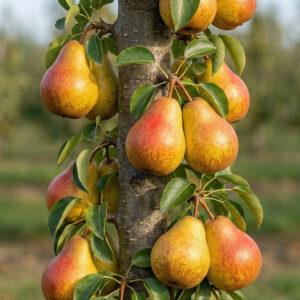 Grusza kolumnowa Decora