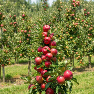 Jabłoń-kolumnowa-StarCats-2