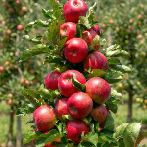 Jabłoń kolumnowa StarCats