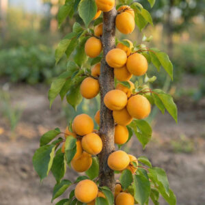 Morela kolumnowa Compacta