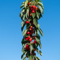 Czereśnia kolumnowa Silva