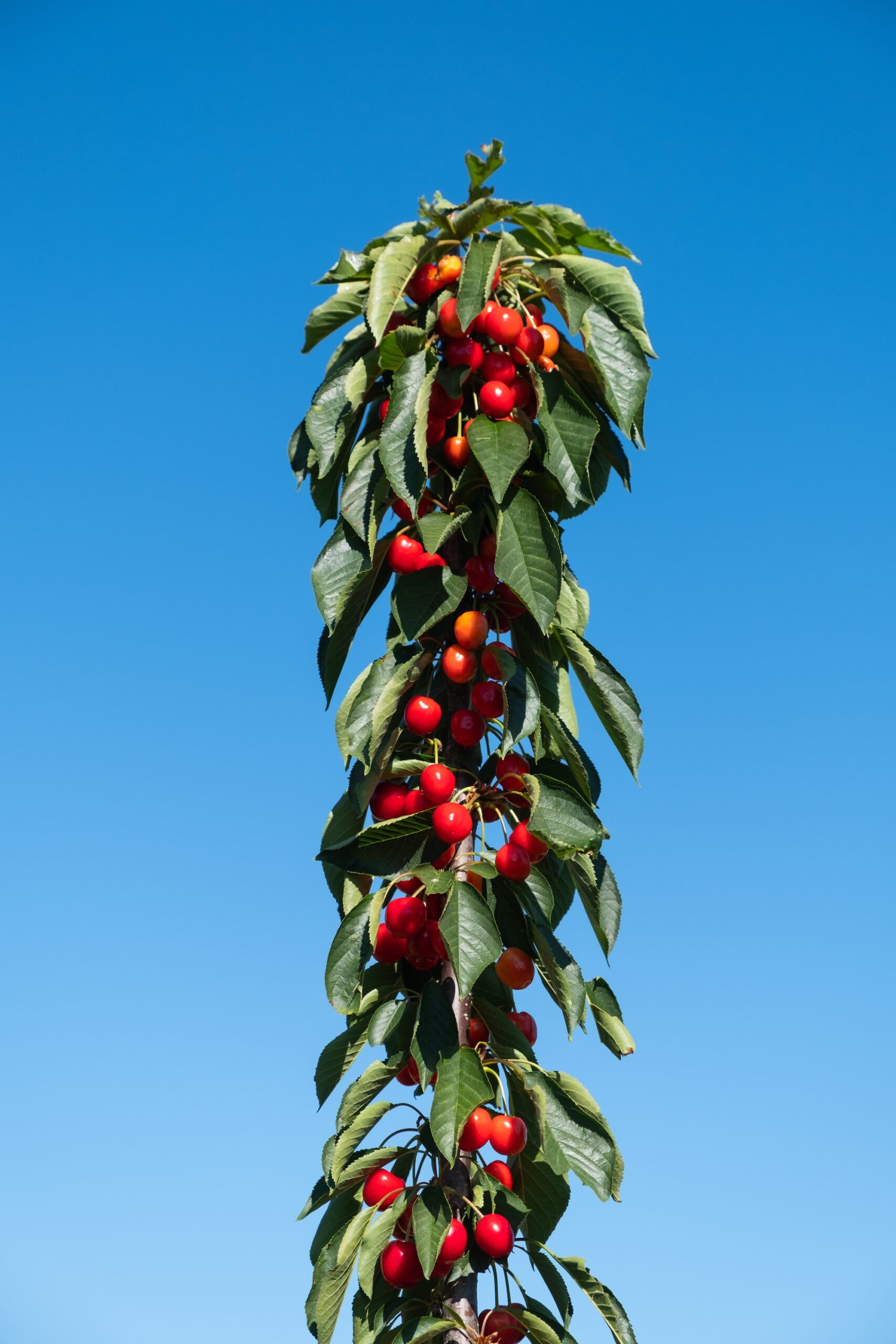 Czereśnia kolumnowa Silva