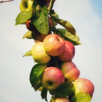 Jabłoń kolumnowa StarCats