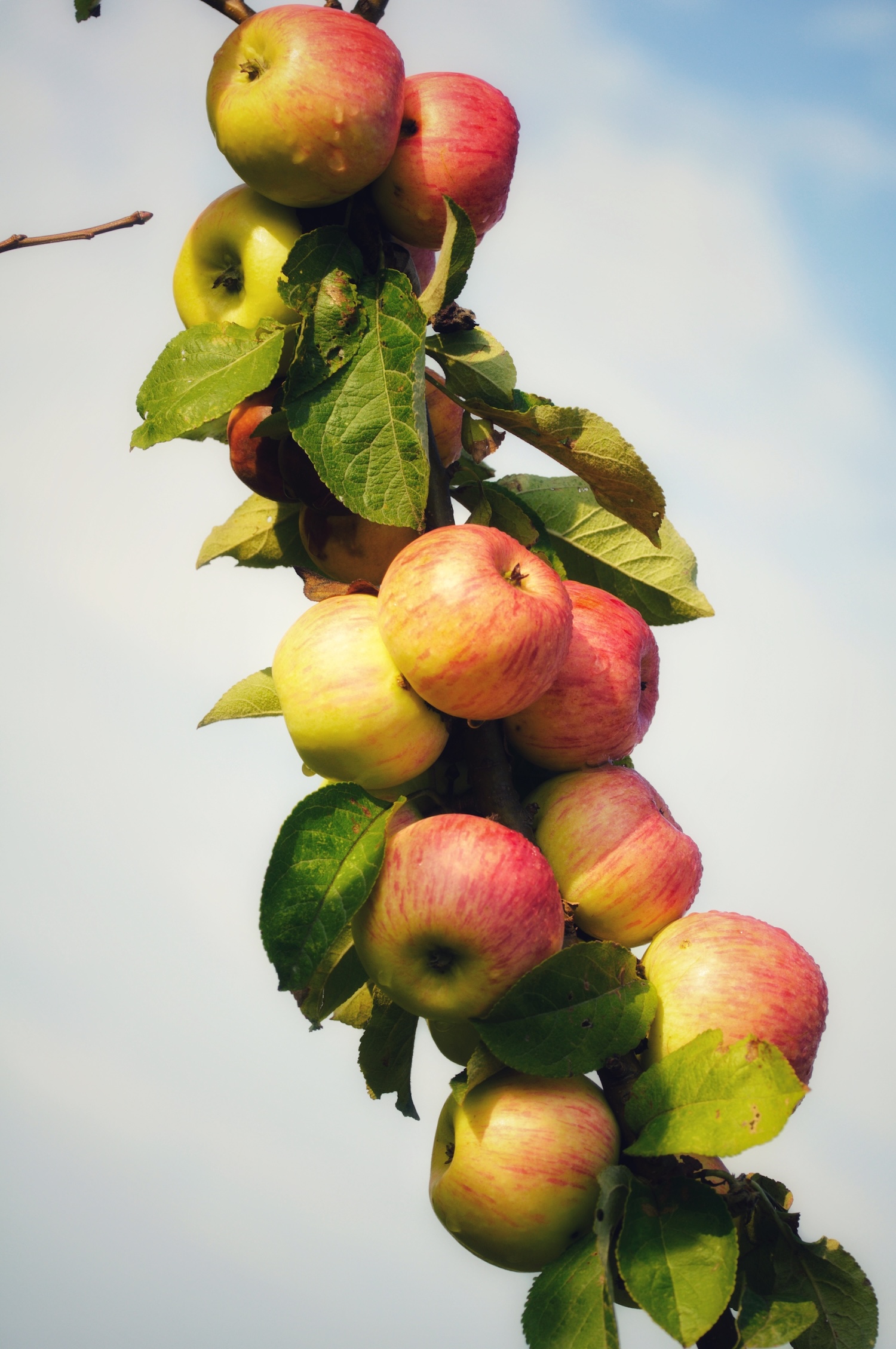 Jabłoń kolumnowa StarCats