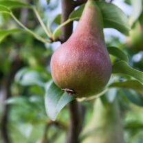 Grusza kolumnowa Decora