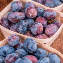 Śliwa kolumnowa Imperial