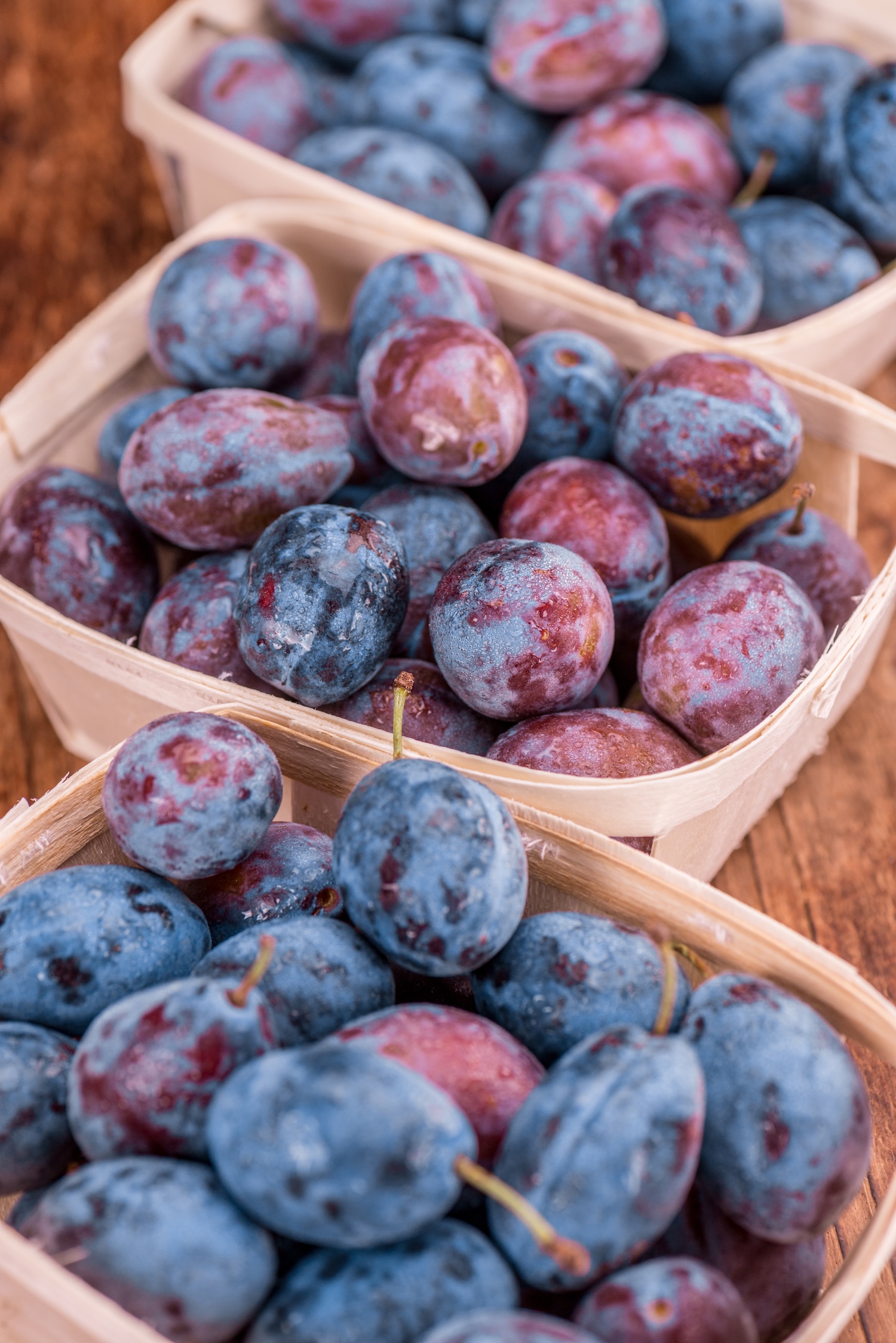 Śliwa kolumnowa Imperial