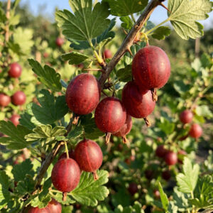 Agrest krzaczasty Hinnonmaki