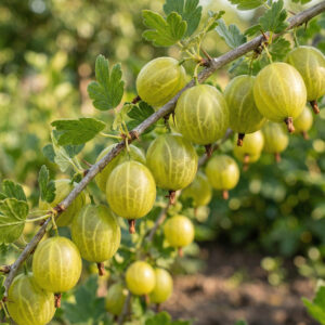 Agrest krzaczasty Invicta