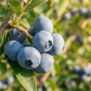 Borówka amerykańska Bluecrop
